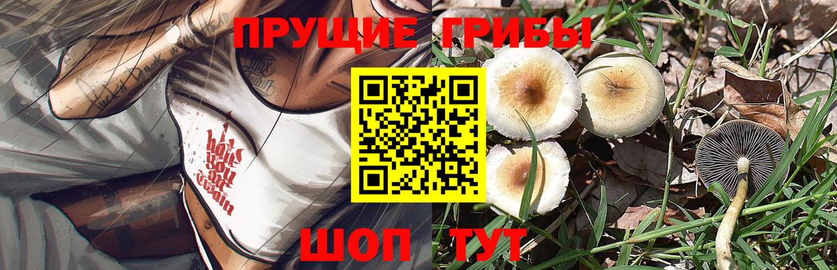Псилоцибиновые грибы Psilocybe Дзержинский
